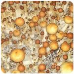 Псилоцибиновые (галлюциногенные) грибы в Гурьевске Psilocybin "Golden Teacher" Псилоцибиновые (галлюциногенные) грибы в Гурьевске Psilocybin "Golden Teacher"