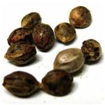 Семена марихуаны АК-47  (Seeds AK-47) в Гурьевске